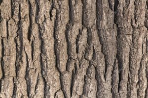 depositphotos_1185946-stock-photo-oak-tree-bark